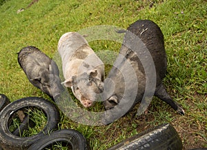 Three huge, dirty pigs were gathered around the tires of cars
