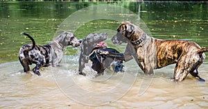 Three huge german mastiff dogs playing in water with eachother