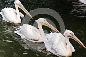 Three huge Great white pelicans or pink pelicans swimming in the lake in row, the bird is listed in the red book, close-up,