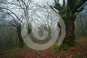 Three huge oak trees seem to gesticulate in a misty forest