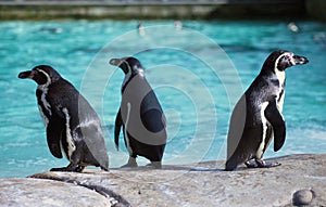 Three Humboldt Penguin