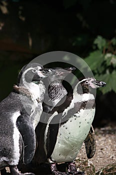 Three humboldt penguins