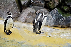 Three Humboldt penguins standing in front of stone wall