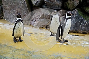 Three Humboldt penguins standing in front of stone wall in the zoo