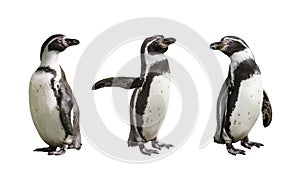 Three Humboldt penguins on white background