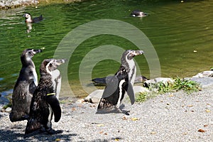 Three Humboldt's penguins, in Latin called spheniscus humboldti standing on lake shore.