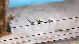 Three humingbirds on eletric wire