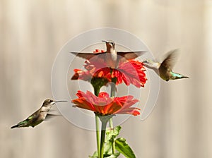 Three hummingbirds