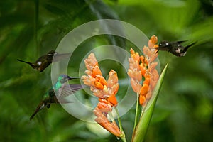 Three hummingbirds hovering next to orange flower,tropical forest, Ecuador, three birds sucking nectar