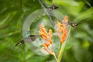 Three hummingbirds hovering next to orange flower,tropical forest, Ecuador, three birds sucking nectar