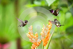 Three hummingbirds hovering next to orange flower,tropical forest, Ecuador, three birds sucking nectar from blossom