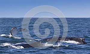 Three humpback whales surfacing off the coast of Knysna