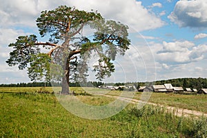 Three hundred pine on the outskirts of the village