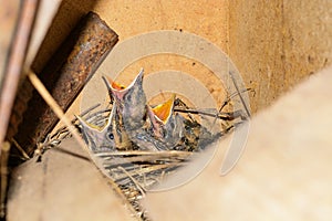 Three hungry baby birds in a nest wanting eat.