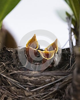 Three hungry baby Song thrushes (Turdus philomelos) open mouse widely and cry for mother to feed them. Vertical format