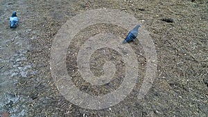Three hungry pigeons run in search of food on dry frozen grass in a city park. Video 15 seconds