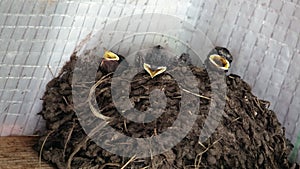 Three hungry swallow Chicks with open beaks sit in a clay nest and demand food