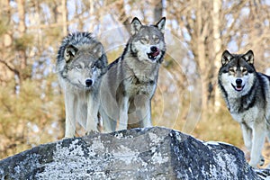 Three hungry wolves looking for food