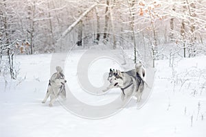 Three huskies play in the snow wood. Beautiful winter forest