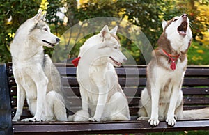 Three husky dog sit on wooden bench in autumn park