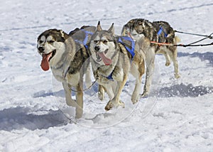 Three husky dogs at race in winter, Moss pass, Switzerland