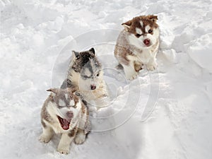 Three Husky Puppy in the Snow