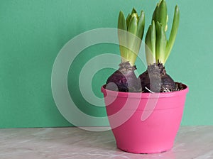 Three hyacinths in a pink pot on a green background. Gift International Women`s Day.Flower bulbs. The first spring flower