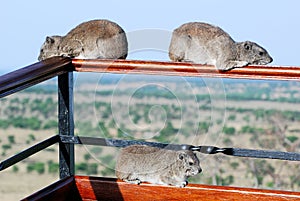 Three hyrax (dassies) herbivorous mammals lying on a railing-Serengeti-Tanzania