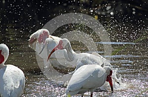 Three ibis bathing in a pool in Florida.