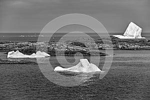 Three icebergs near Fogo Island