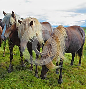 Three Icelandic horses on the fjord