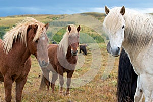 Three Icelandic horses looking at a camera