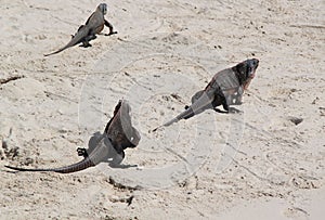 Three iguanas on the sand