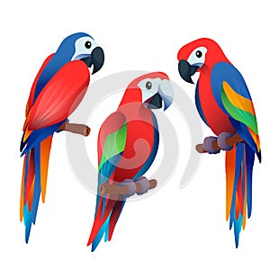 three illustrator birds very colourfully