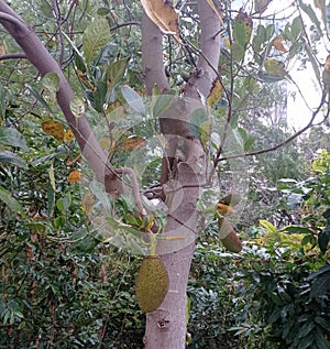 Three immature jack fruits hanging on a wounded tree