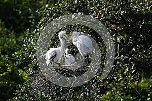 Three immature white Egret Chicks in a nest