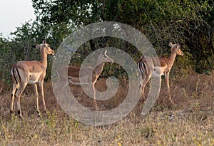 Three impala ewes on the African savanah