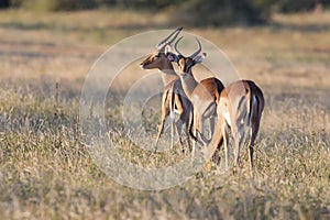 Three impala rams feed on a grassy savannah photo