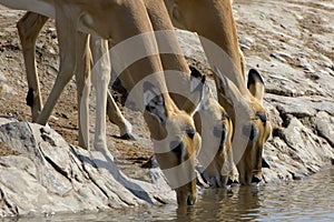 Three Impalas drinking water