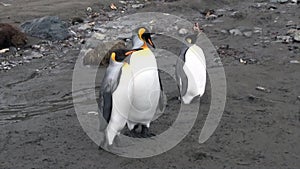 Three Imperial Penguins on the Falkland Islands in Antarctica.