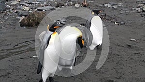 Three Imperial Penguins on the Falkland Islands in Antarctica.