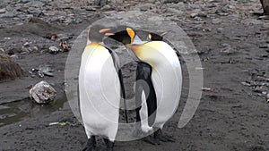 Three Imperial Penguins on the Falkland Islands in Antarctica.