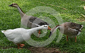 Three Indian ducks playing in green grass