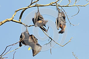 Three Indian flying fox bats, Pteropus, giganteus hanging on bra