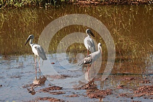 Three Indian Open Bill Storks in Swamp