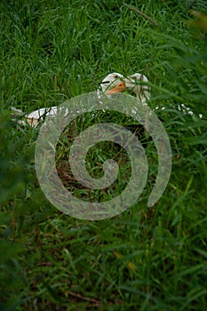 Three Indian Runner Ducks hiding in a grassy field