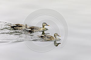 three indian spot billed ducks swimming in a lake