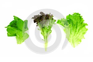 Three individual types of lettuce leaves, butter, red and green, isolated on white