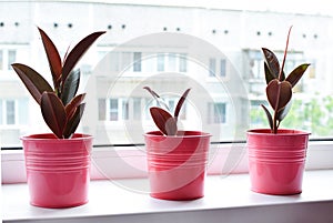 Three indoor plants ficus in pink pots on a windowsill, burgundy ficus elastica or rubber