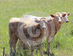 Three inquisitive cow girls